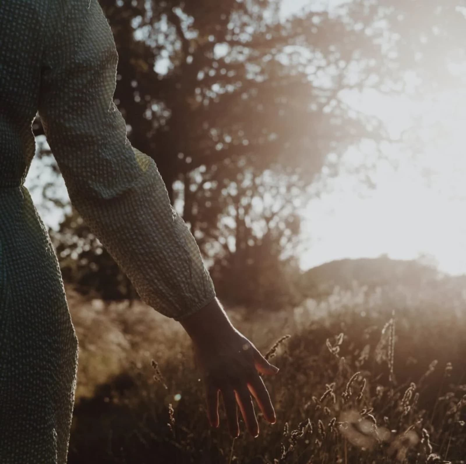 A hand reaching through tall grass in low sun